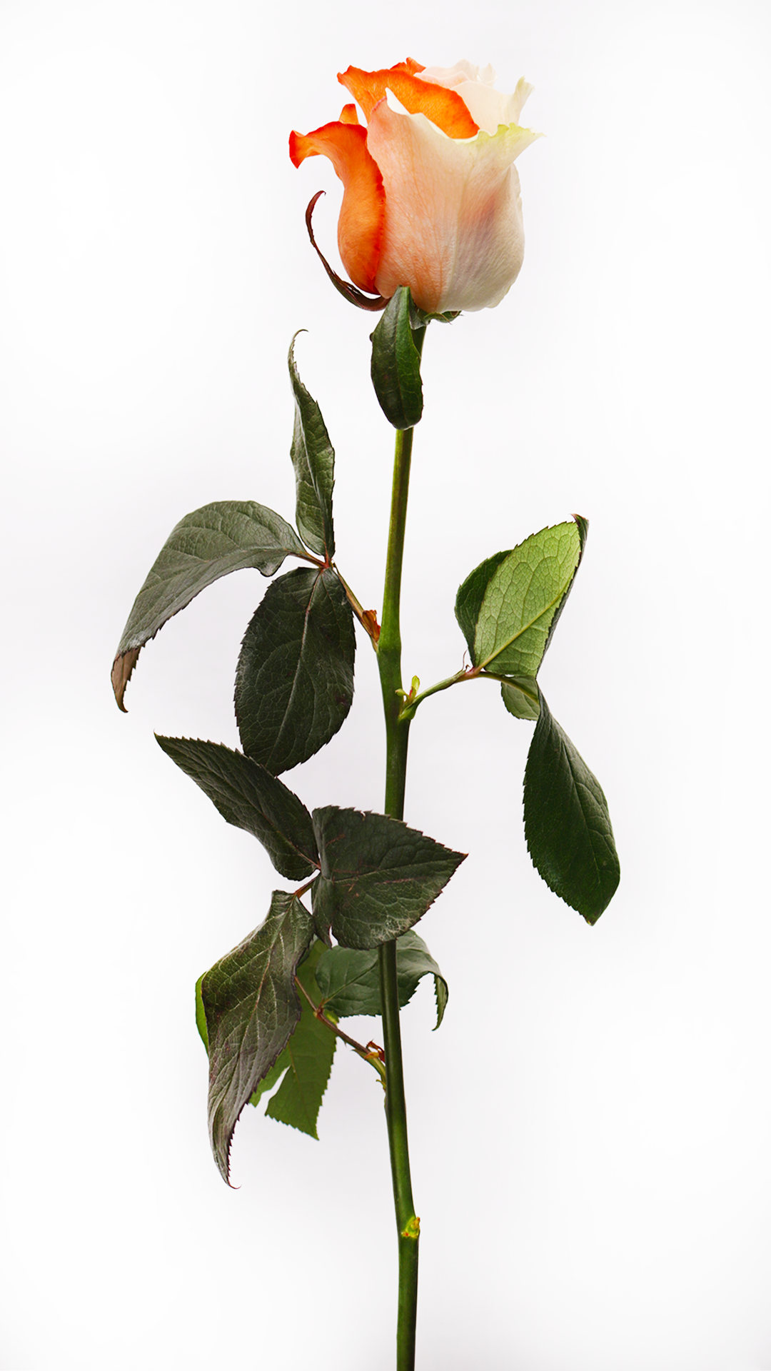 Orange White Infinity Love Roses