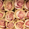 Pink Mondial - Image 3