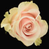 Pink Mondial