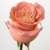 Peach - Image 2