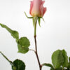 Hermosa - Image 2